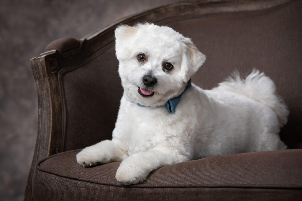 milo bow 3 milo bow 3